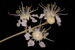 Lagerstroemia parviflora